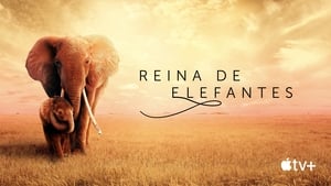 Reina de elefantes