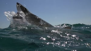 Open Water: Inmersión extrema
